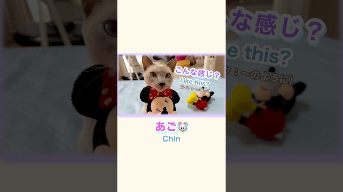 【猫•トンキニーズ】あご乗せ💖真剣な顔できるようになって可愛すぎました✨珍しい特技✨ #トンキニーズ #猫動画 #あごのせ 【猫•トンキニーズ】あご乗せ💖真剣な顔できるようになって可愛すぎました✨珍しい特技✨ #トンキニーズ #猫動画 #あごのせ