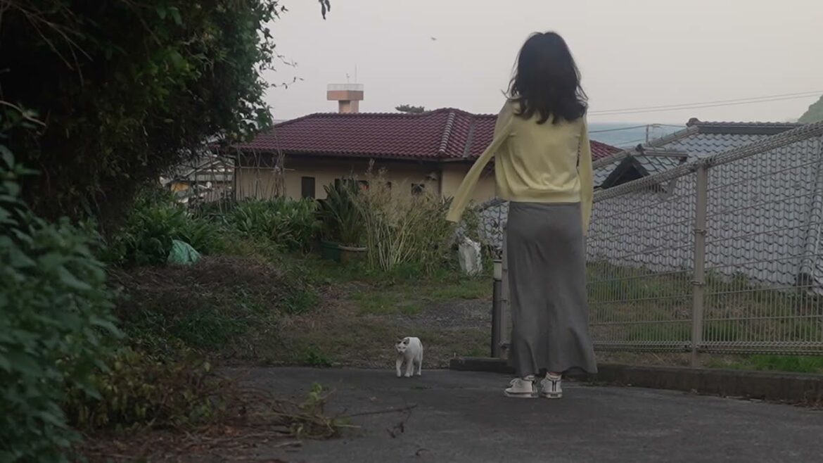 【ジャパニーズ・ボブテイルという猫】田舎町の南熱海、オフショア季節風、強風の中をみんなで一緒にお散歩、初夏の風景、夕方の日課、いつもの散歩道。熱海│伊豆│猫のいる暮らし│保護猫│野良猫