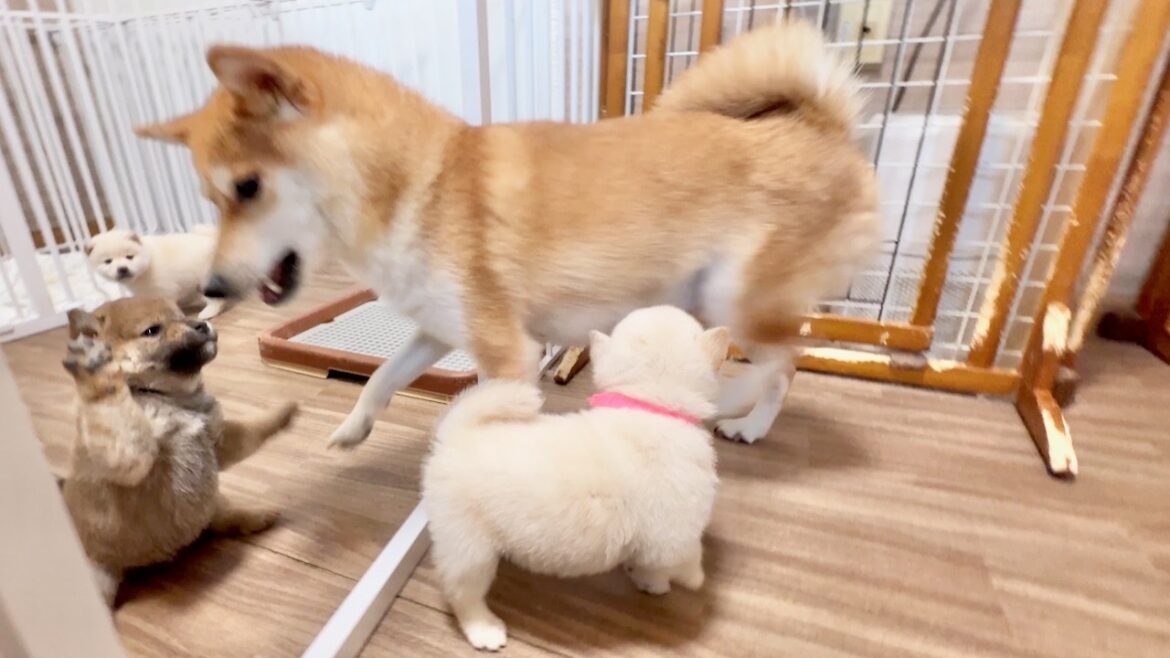 【柴犬 子犬】激しくなってきた母犬のご指導で転がされまくる子犬