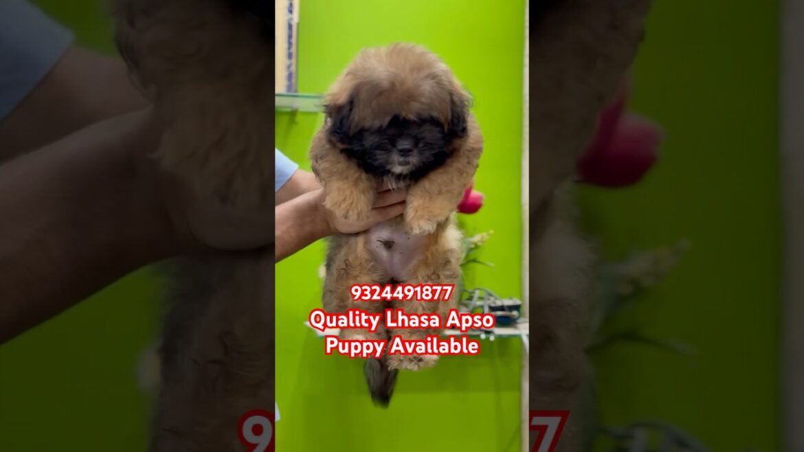 Quality Lhasa Apso Puppy Available: 9324491877 #mumbai #lhasaapso #puppy #youtubeshorts #pets