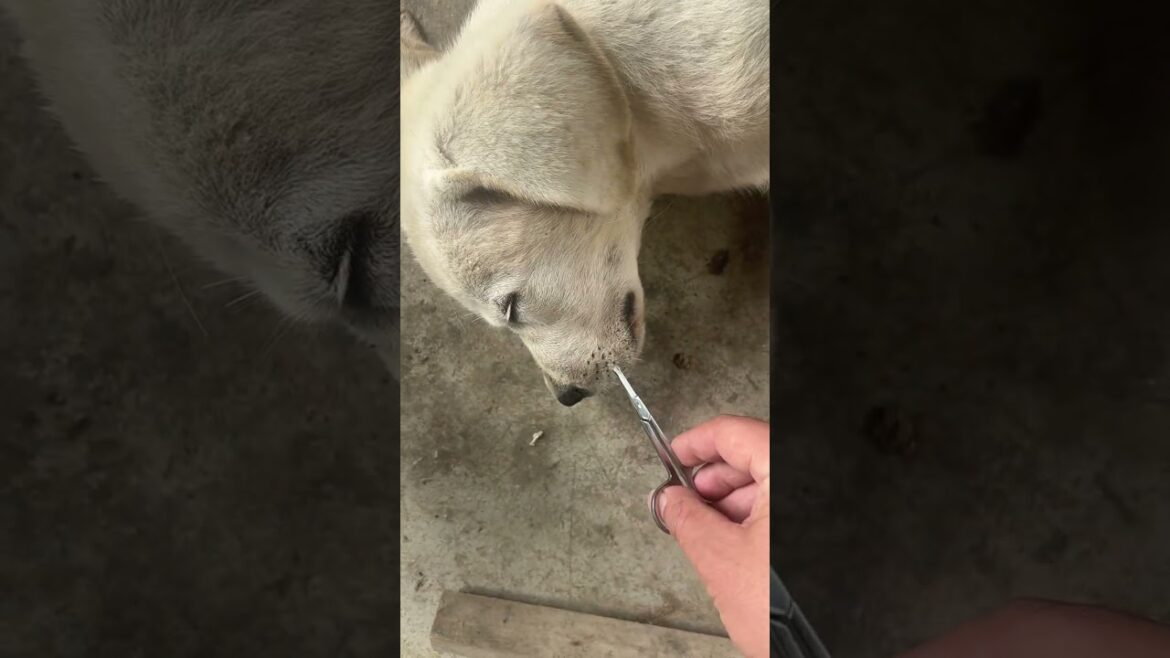 Giving my puppy the world’s riskiest haircut… Giving my puppy the world's riskiest haircut...