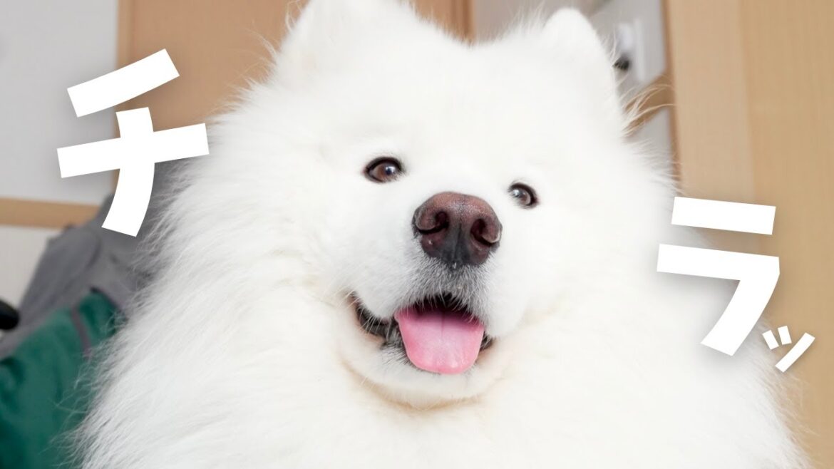 仕事中にサモエドが介入してきた日