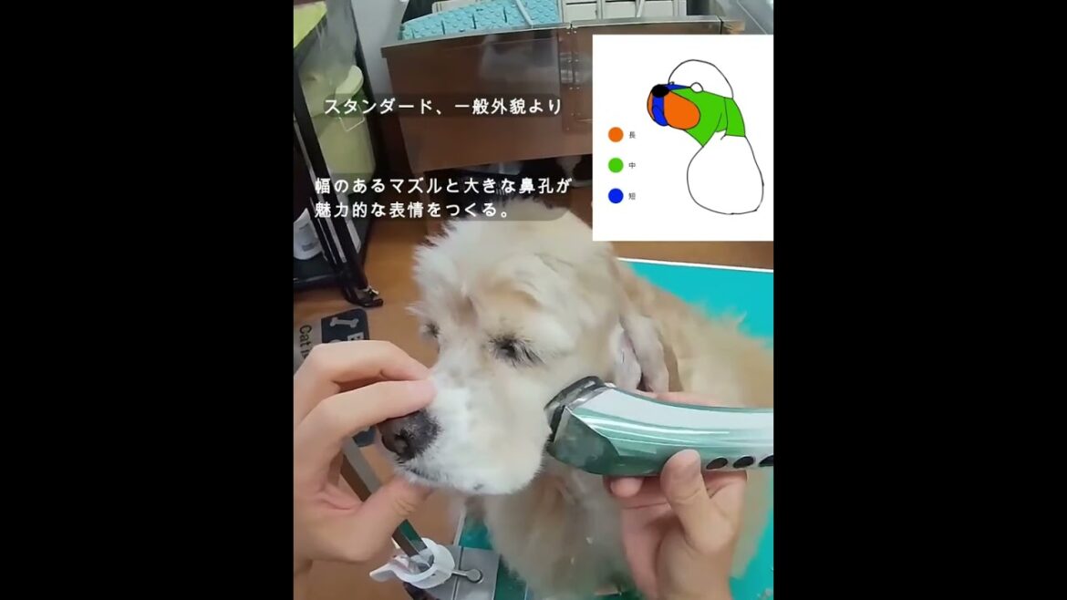 アメリカンコッカースパニエルのマズル〜顔のクリッピング✂️