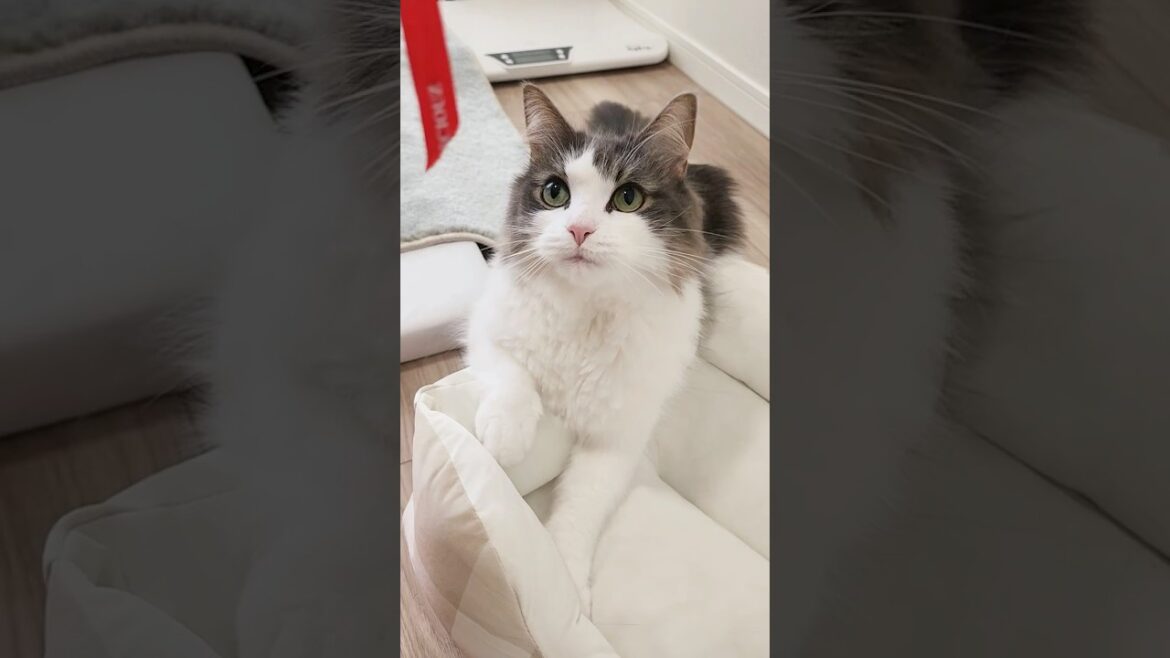 粘り勝ちノルウェージャン