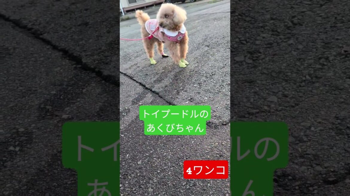 【多頭飼い犬】お友達あくびちゃんにあえたよ  #トイプードル  #トイプードルのあくびちゃん  #4ワンコ  #多頭飼い犬  #お散歩  #4ワンコ  #いぬのきもち   #犬のいる暮らし