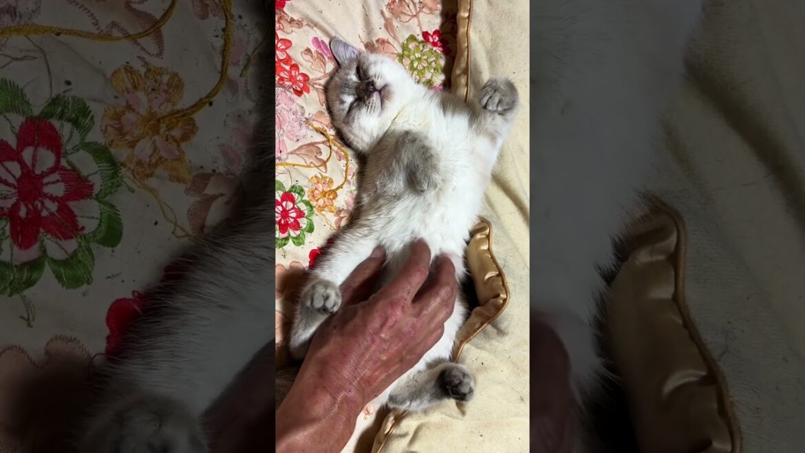 シャム猫の子ネコ雫。腹出して、ポーズ。おなか、こちょこちょしたら、可愛く鳴いた♥