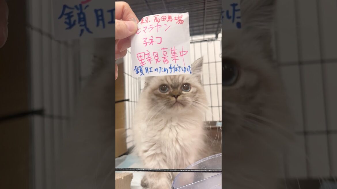 #里親募集中子猫アゴはネコ  #ヒマラヤン　#子ネコ