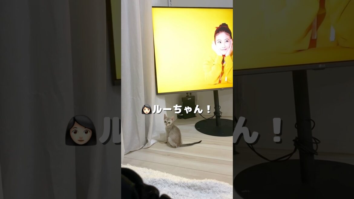 【可愛い子猫】テレビに興味深々なシンガプーラの子猫