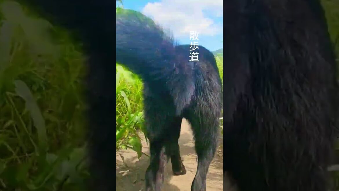 ［甲斐犬］夏の散歩道 #犬 #甲斐犬 #散歩