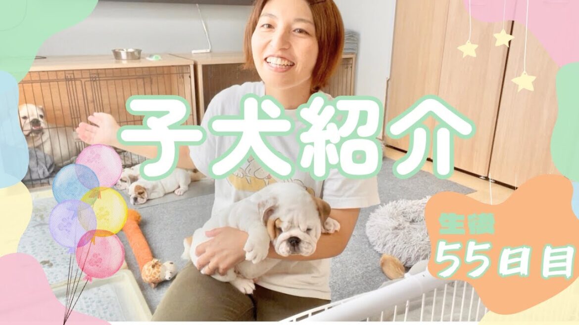 生後55日目　ブルドッグの子犬紹介🐶