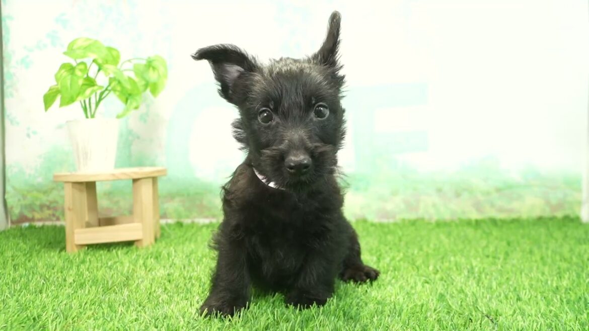 ペットショップcoo&riku No.00730367 スコティッシュテリア