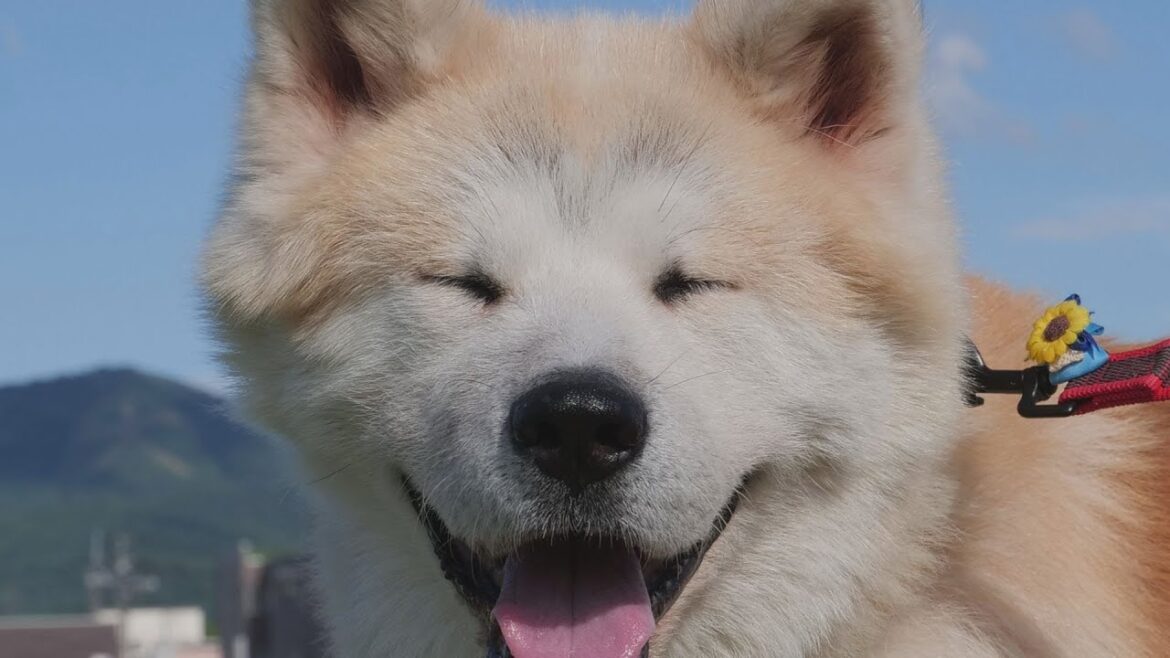 保護犬 秋田犬“ハチくん”のお誕生日会