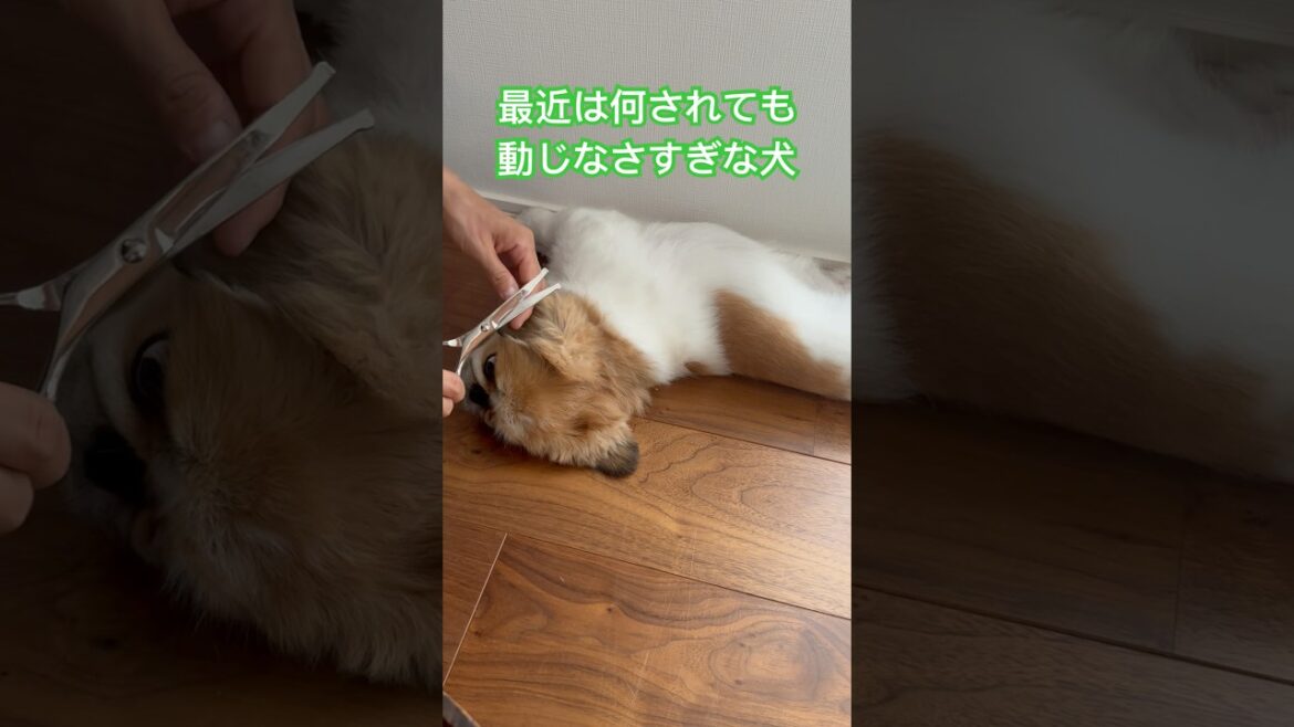 動じない犬　#ペキニーズ #おとなしい #わんこのいる生活 #いやしわんこ #セルフトリミング #ねむい
