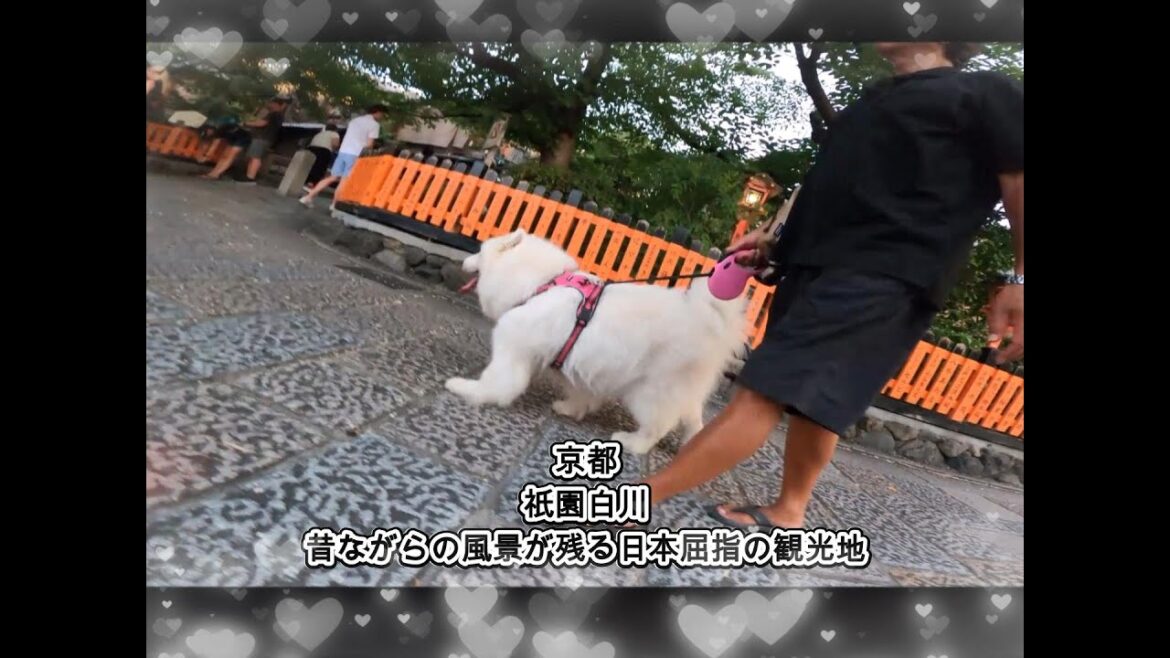 💖サモエドさくら💖京都の夏を彩る美しい鴨川散歩🐶💖✨🐶🐕🐩💖