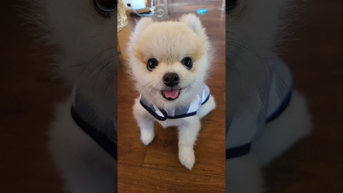 #マメすけ #ガン見する犬 #メンチ切る犬 #ポメラニアン