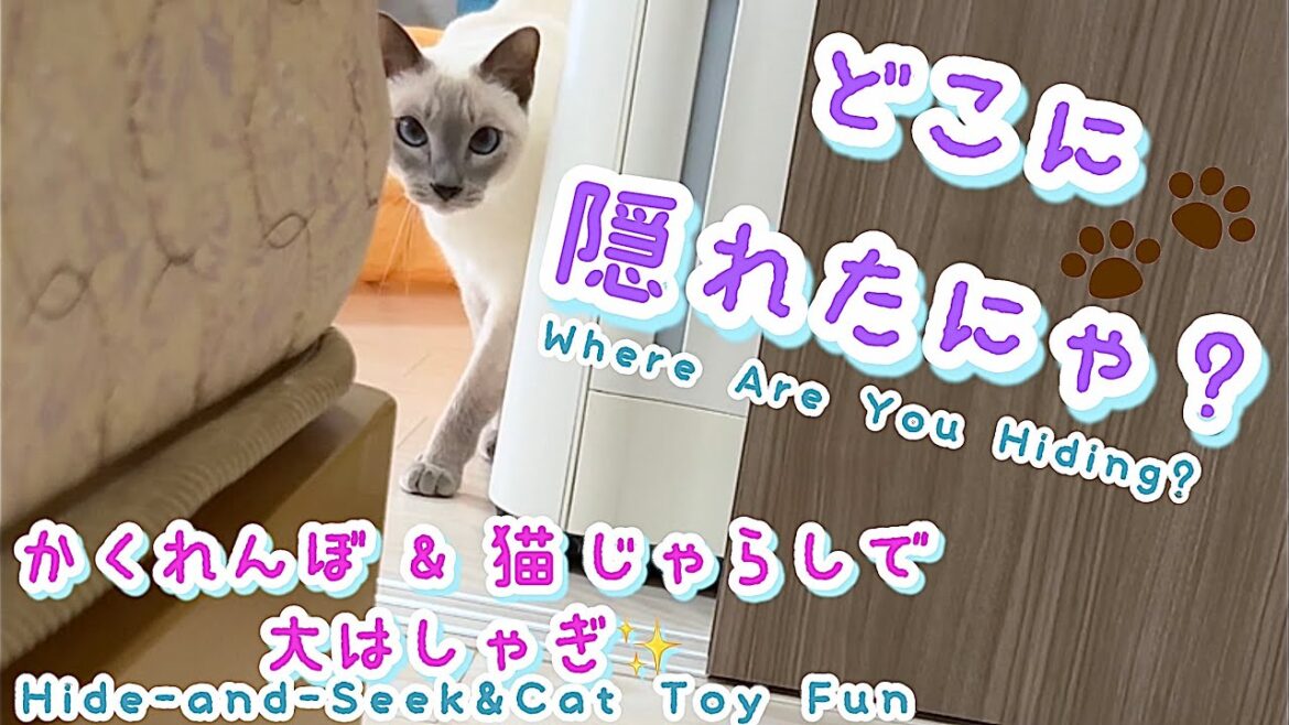 【トンキニーズ】かくれんぼで待っててくれる猫…見つけてくれた瞬間が可愛すぎました🐾💕Cat Playing Hide and Seek…Too Cute When He Found Me