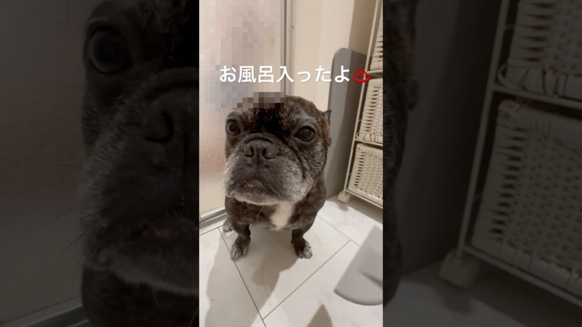 はぁ〜びばのんのん♨️#shorts#shortsvideo #frebull #frenchbulldog #フレンチブルドッグ #フレブル#フレブル7兄弟