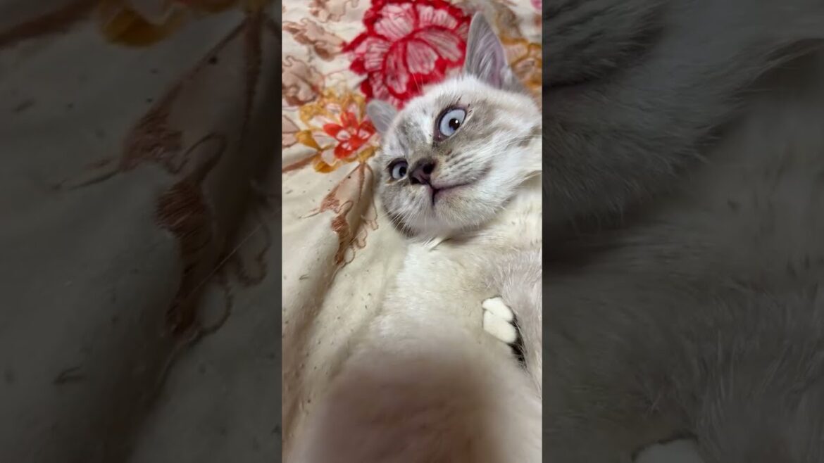 キジシロのルルに、なす術なく、ナメナメされるシャム猫の子ネコ雫ちゃんの顔がw