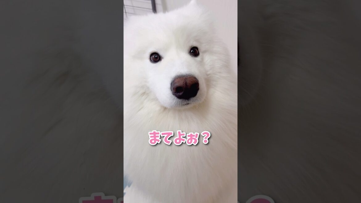 【中級】キッチン横のかわい子ちゃんが現れた！ #サモエド #samoyed #おしゃべり犬