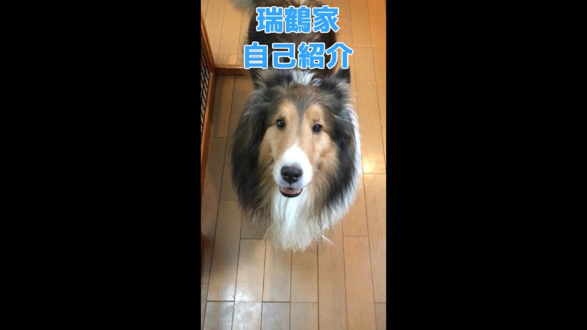 【シェルティ】瑞鶴の自己紹介 #Shorts