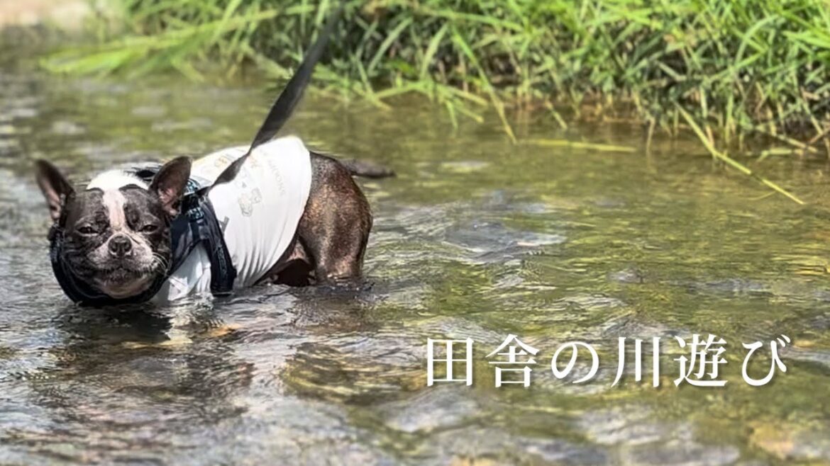 ボストンテリアと爽やか信州で川散歩/白馬