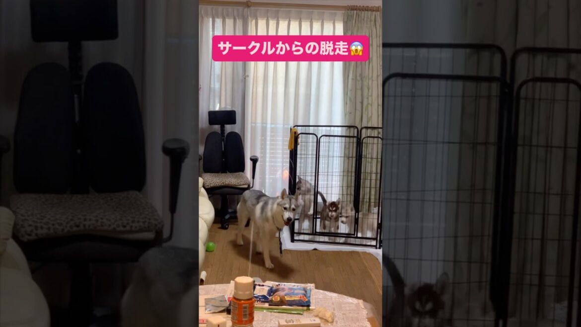 どうやって⁉️サークルからの脱出❗️ #シベリアンハスキー #シベリアンハスキー子犬 #パピー #癒し
