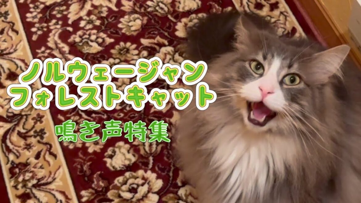 【猫鳴き声🐈】陽気なノルウェージャンフォレストキャットのかわいい鳴き声特集✨