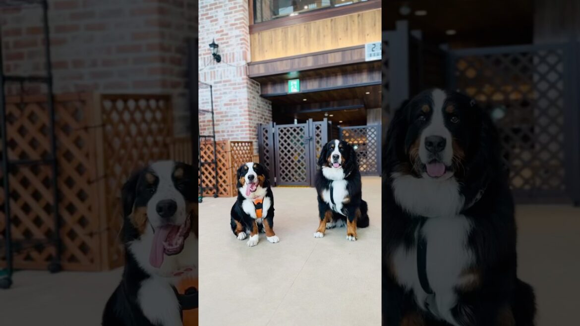 大きさの差がかわいい‼️3歳と6ヶ月のバーニーズの出会い🐾