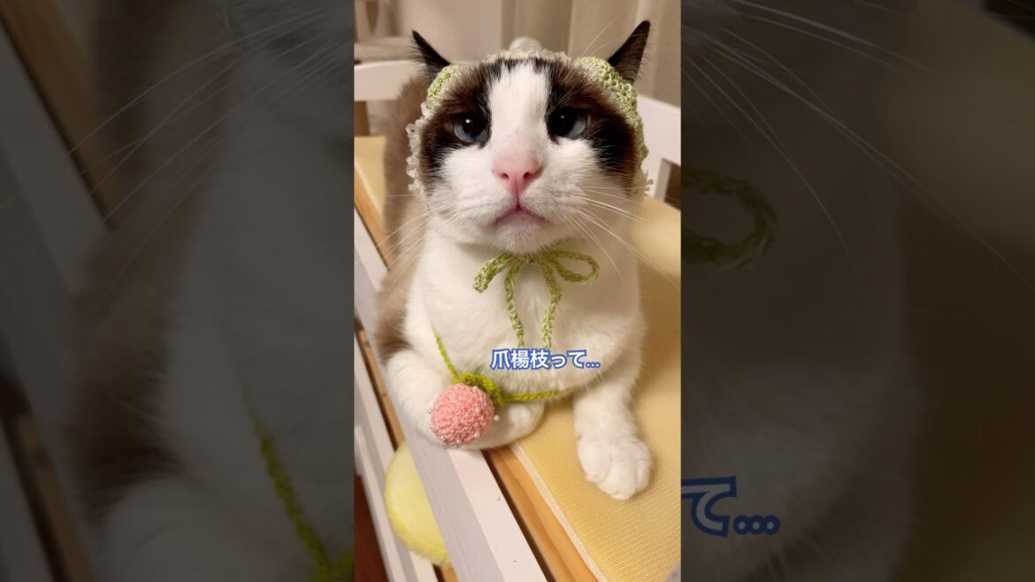 小泉構文ってなんにゃ？と考えるスノーシュー猫 #shorts #猫のいる暮らし #cat
