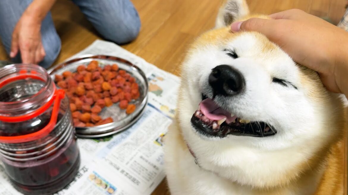 もはや梅干し作りに興味はないが、家族の作業現場には楽しそうにお邪魔しにくる柴犬
