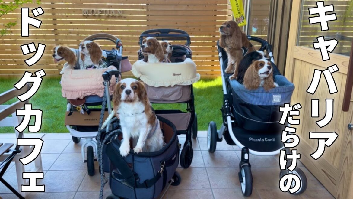 キャバリアだらけのドッグカフェで過ごす休日が最高すぎました… キャバリアだらけのドッグカフェで過ごす休日が最高すぎました…