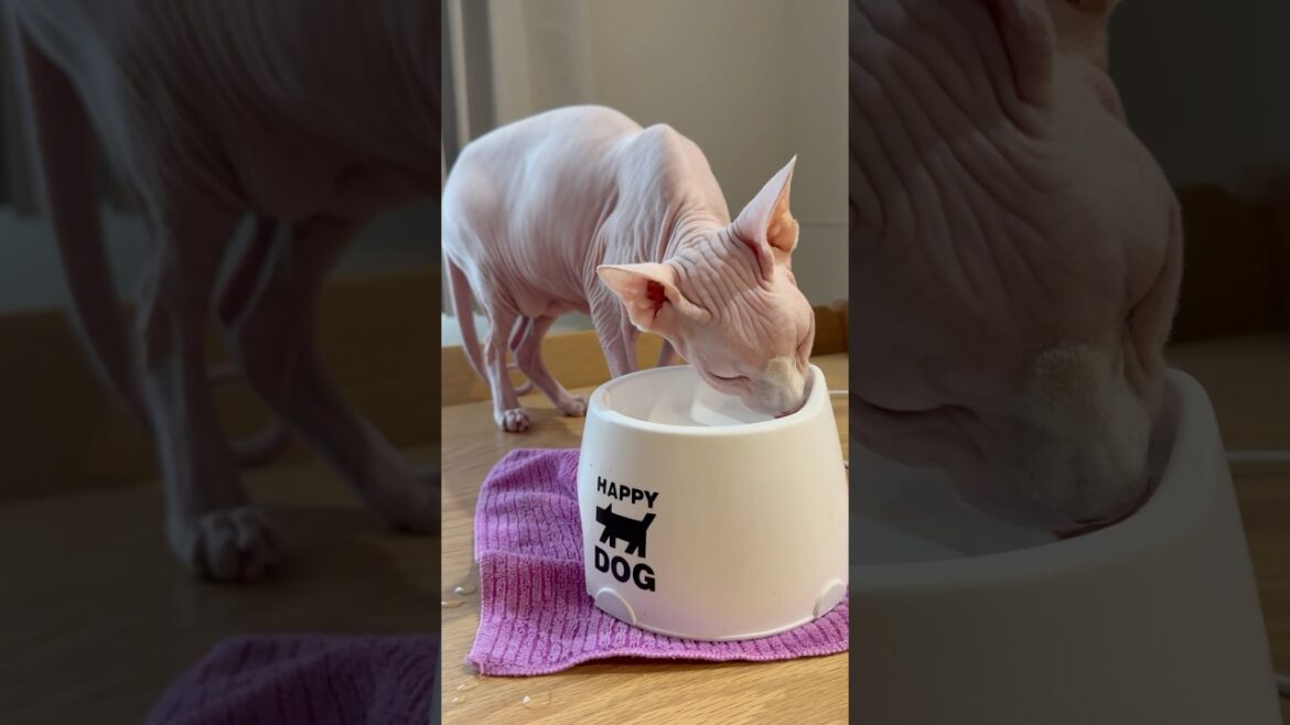 美味しそうに水を飲む毛のない猫【スフィンクス】