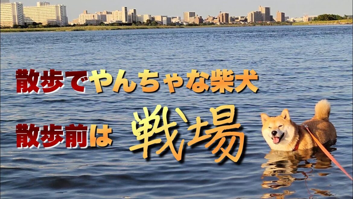 散歩中、砂まみれや川で黄昏る柴犬。散歩前はもっと大変だけど可愛い