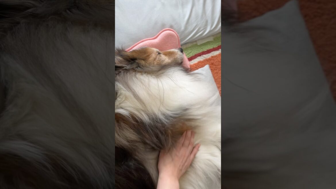 クーママ式マッサージ始めるよ〜💖 #17歳 #シェルティ #shorts クーママ式マッサージ始めるよ〜💖 #17歳 #シェルティ #shorts