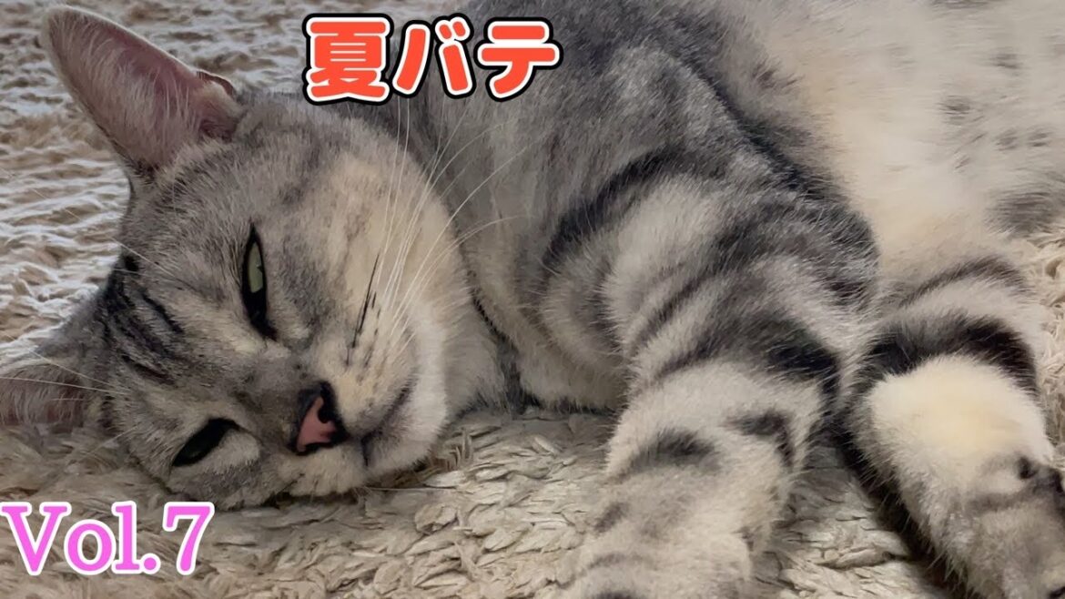#7 アメリカンショートヘア 【Vlog】#Shorts