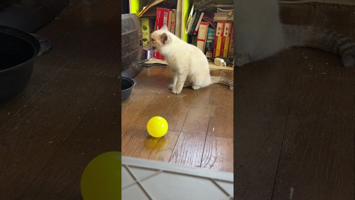 キジシロのルルが去り、イタズラ開始！シャムの子ネコ雫ちゃん