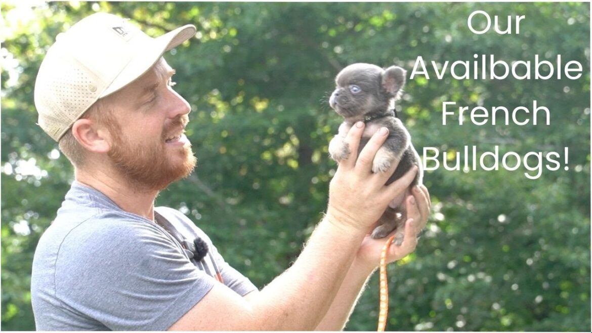 Our Available French Bulldogs Puppy Pre Training Update!