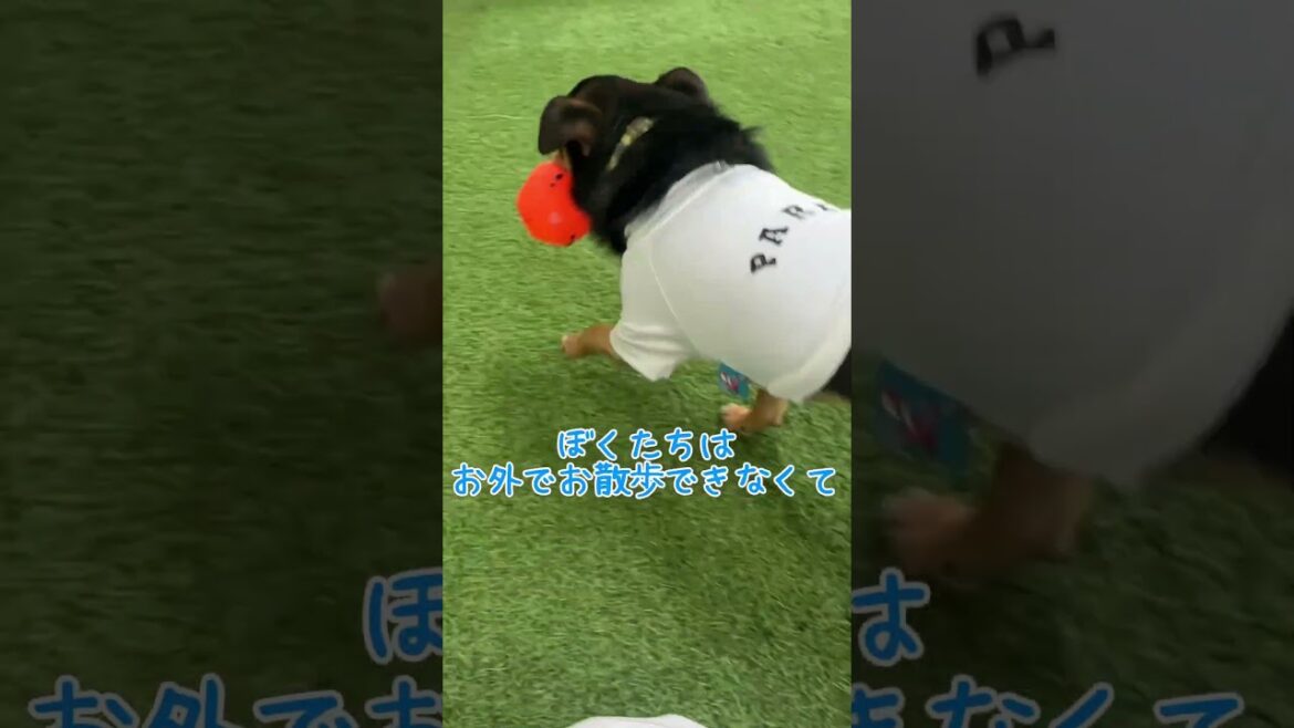 久しぶりの更新になりましたm(_ _)m #チワワ #スムースコートチワワ #chihuahua