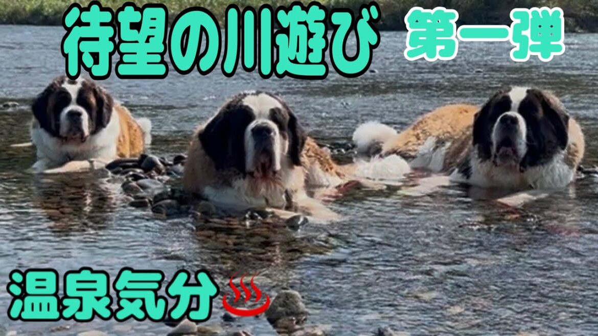 【セントバーナード】待望の川遊びでまさかの温泉気分?と思ったら、とと君運動不足を解消。とと君の水を掻く手が大きくて迫力満点。 【セントバーナード】待望の川遊びでまさかの温泉気分?と思ったら、とと君運動不足を解消。とと君の水を掻く手が大きくて迫力満点。