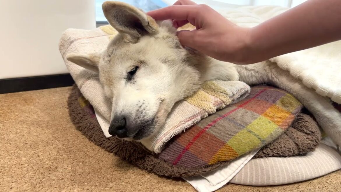 飛鳥に会えた最後の日 飛鳥に会えた最後の日