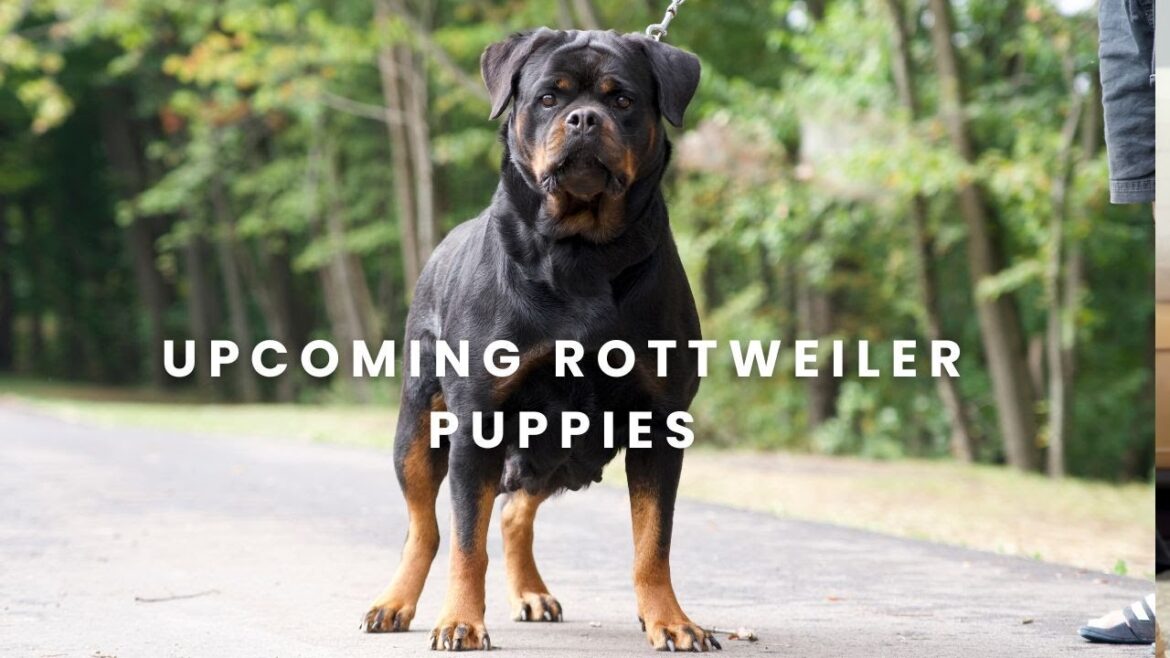 ティナ・フォン・ハウス・ピスタをご紹介します。私たちの新しいロットワイラー・ファミリーの一員です！