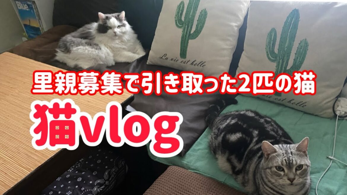 【猫vlog03】◉色々な場所へ移動する2匹の様子