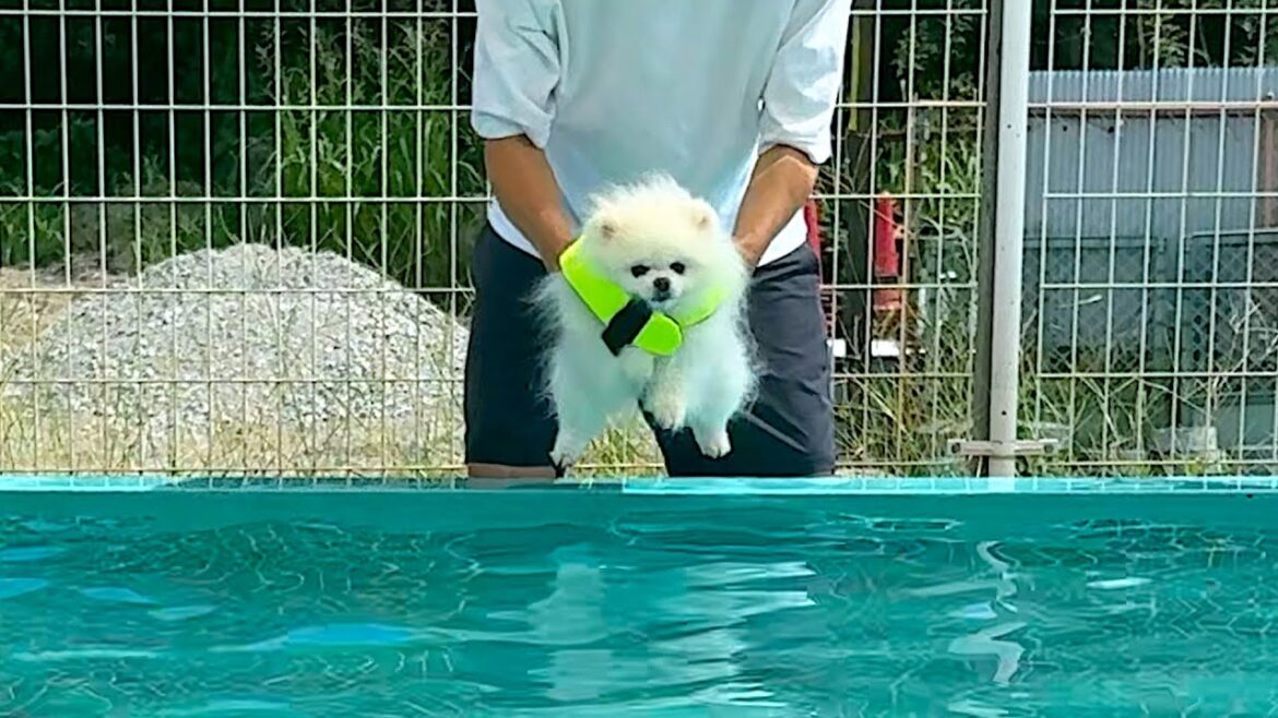 ポメラニアンをプールに入れると起こること