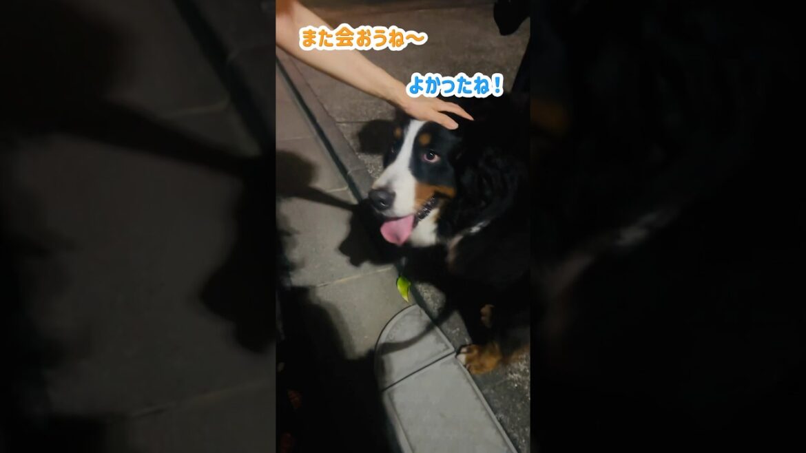 夜のお散歩で可愛がられて幸せいっぱいのバーニーズ🐾