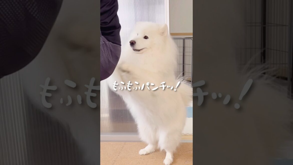 トレーニングに乱入するサモエドが面白すぎて腹筋われる笑 #samoyed #サモエド #癒し