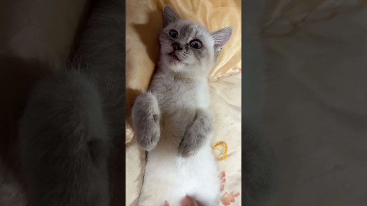 シャムの子ネコ雫ちゃん。ナデナデこちょこちょしたら、メチャかわ