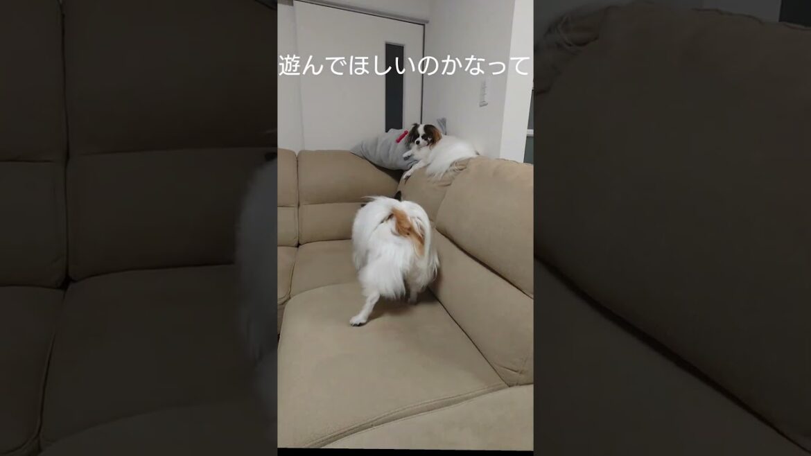 犬は好きなところでくつろぐ #愛犬 #犬のいる生活 #パピヨン