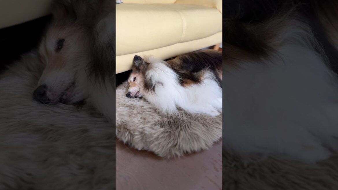 自分の力で起きた🙌 #17歳 #シェルティ #shorts 自分の力で起きた🙌 #17歳 #シェルティ #shorts