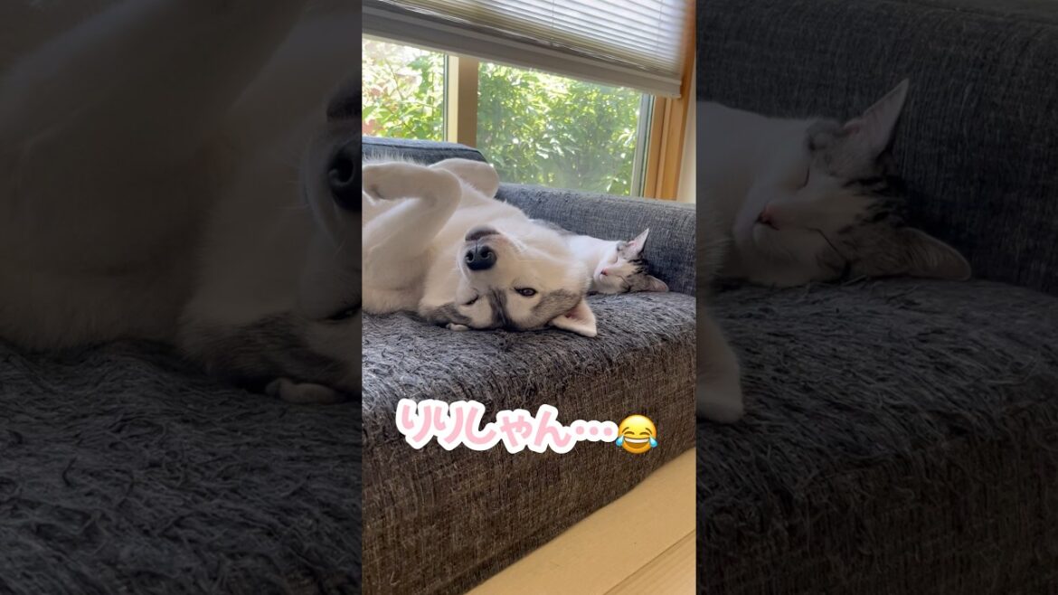 同じタイミングで伸びをする猫とハスキー #シベリアンハスキー #ハスキー #猫