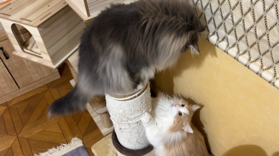 【元気☀️】陽気なルクとキキの元気な日常！！！ノルウェージャンフォレストキャット